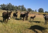 Non-developable land for rent on Muriala, Trabanca, ref: TR110480 photo