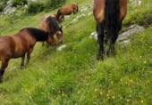 Non-developable land for rent on Muriala, Trabanca, ref: TR110480 photo