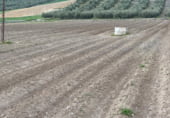 Terreno no urbanizable en venta en la Milanos, Montefrío, ref: TR110638 foto