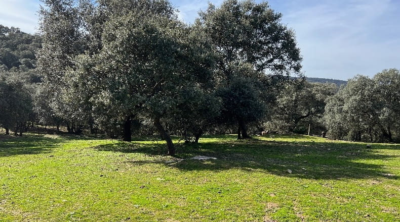 Toledo - Almendral de la Cañada - 70000m2