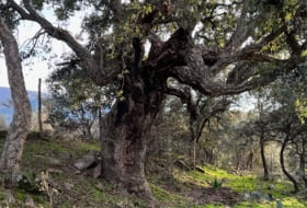 Almendral de la Cañada 70000&nbsp;m² 