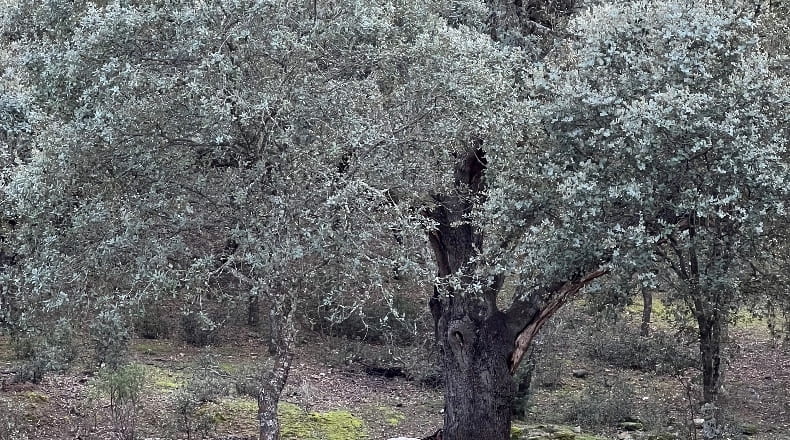 Toledo - Almendral de la Cañada - 70000m2