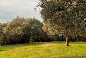 Almendral de la Cañada 70000&nbsp;m² 