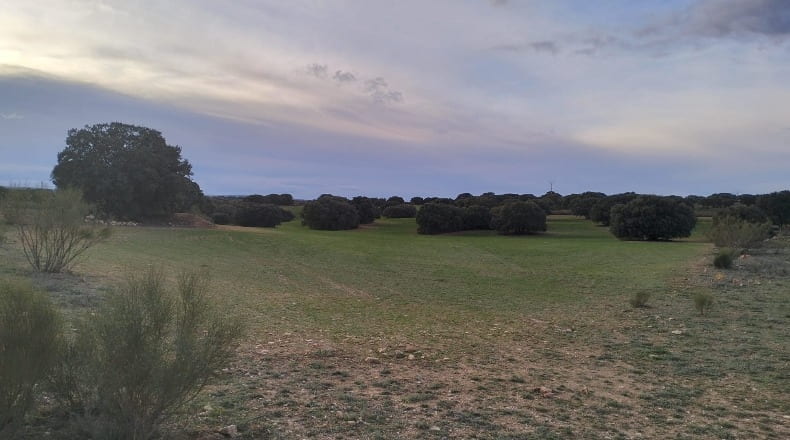 Albacete - Munera - 40000m2