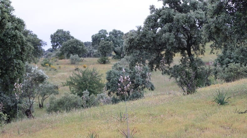 Córdoba - Pozoblanco - 292200m2