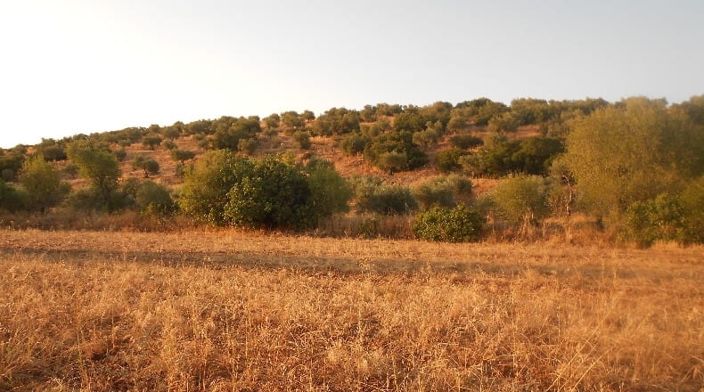 Toledo - Los Navalmorales - 7000m2