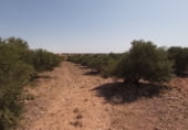 Terreno no urbanizable en venta en la Cuenca, Santa María de los Llanos, ref: TR103537 foto