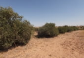 Terreno no urbanizable en venta en la Cuenca, Santa María de los Llanos, ref: TR103537 foto