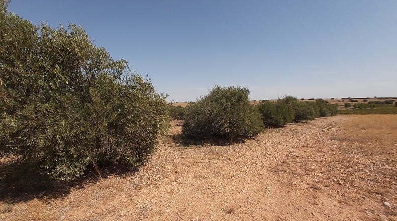 Cuenca - Santa María de los Llanos - 18631m2