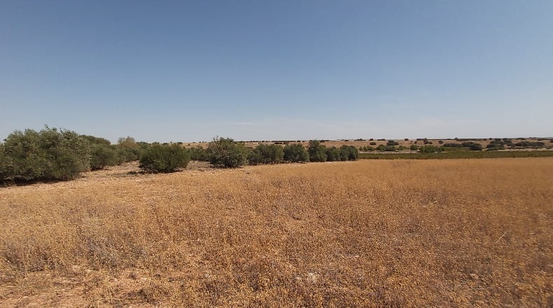 Cuenca - Santa María de los Llanos - 18631m2