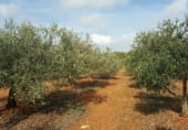 Non-developable land for sale on Poligono 57 parcela 27, el Perelló, ref: TR111325 photo