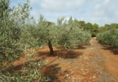 Non-developable land for sale on Poligono 57 parcela 27, el Perelló, ref: TR111325 photo