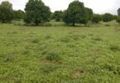 Finca rústica en venda a la la espartalera, Los Palacios y Villafranca, ref.: TR111341 foto