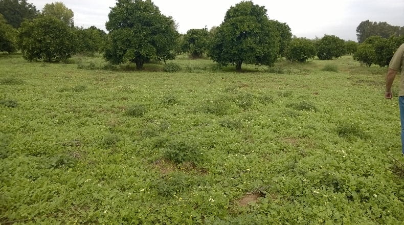 Sevilla - Los Palacios y Villafranca - 12000m2
