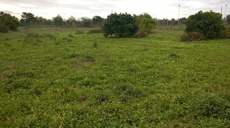 Sevilla - Los Palacios y Villafranca - 12000m2
