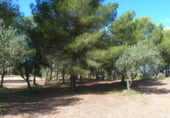Non-developable land for sale on Parcela nº 343 del Poligono nº 3 de Arnachares, Alborache, ref: TR111343 photo