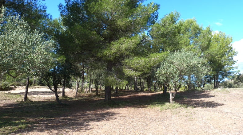 Valencia - Alborache - 31315m2