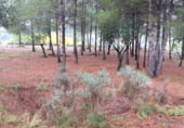 Non-developable land for sale on Parcela nº 343 del Poligono nº 3 de Arnachares, Alborache, ref: TR111343 photo