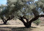 Non-developable land for sale on Parcela nº 343 del Poligono nº 3 de Arnachares, Alborache, ref: TR111343 photo