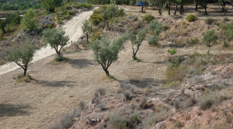 Valencia - Alborache - 31315m2