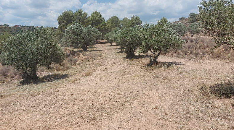 Valencia - Alborache - 31315m2