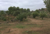 Non-developable land for sale on Parcela nº 343 del Poligono nº 3 de Arnachares, Alborache, ref: TR111343 photo