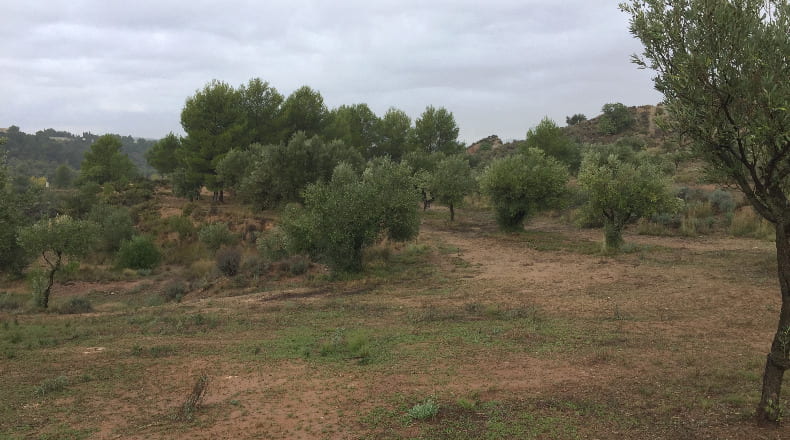 Valencia - Alborache - 31315m2