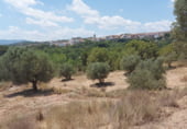Non-developable land for sale on Parcela nº 343 del Poligono nº 3 de Arnachares, Alborache, ref: TR111343 photo