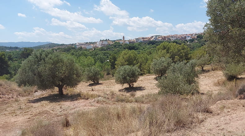 Valencia - Alborache - 31315m2