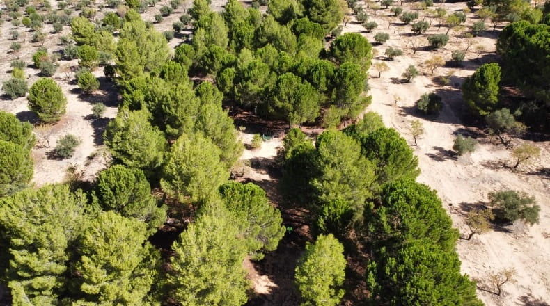 Alicante - Biar - 4120m2
