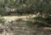 Sòl urbà en venda a la Carrer Conca Barberà, Prades, ref.: TR111367 foto