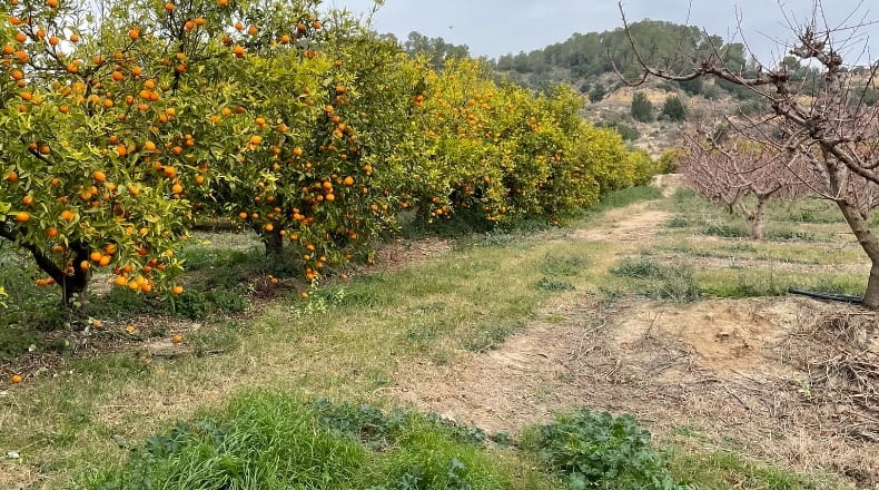 Tarragona - Benifallet - 7300m2