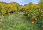 Загородный дом с участком на продажу в городе Benifallet Фото