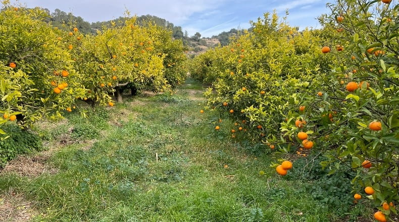 Tarragona - Benifallet - 7300m2
