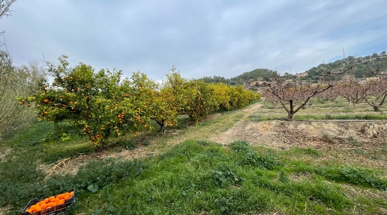 Tarragona - Benifallet - 7300m2
