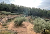 Finca rústica en venta en la Finca Ritxé, Benifallet, ref: TR81341 foto
