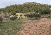 Finca rústica en venta en la Finca Ritxé, Benifallet, ref: TR81341 foto