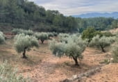 Finca rústica en venta en la Finca Ritxé, Benifallet, ref: TR81341 foto