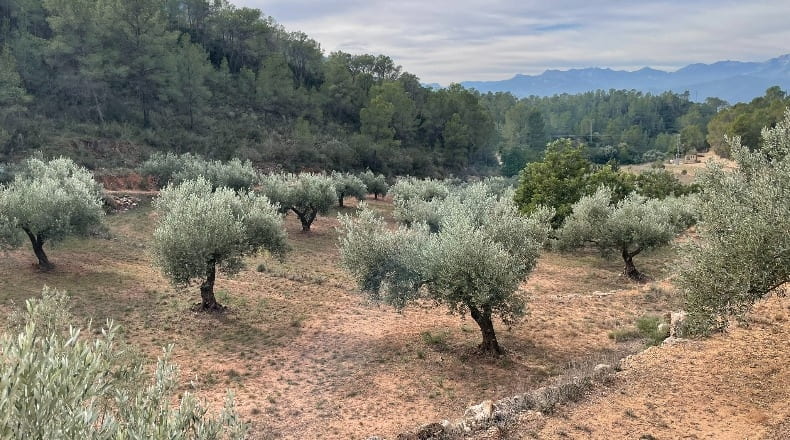 Tarragona - Benifallet - 40000m2