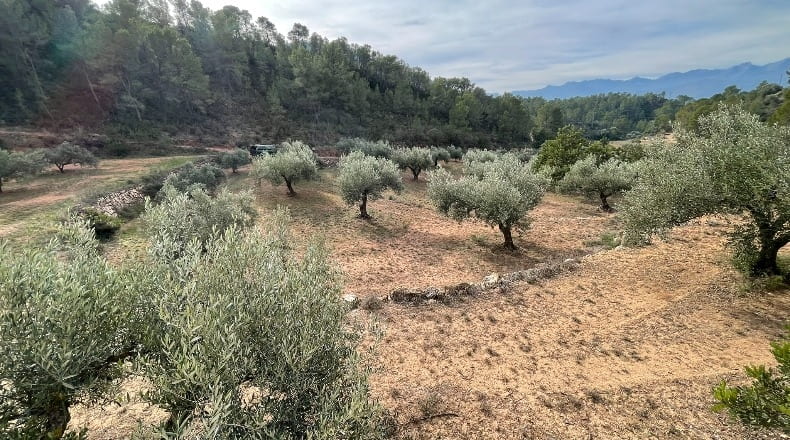 Tarragona - Benifallet - 40000m2