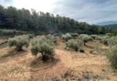 Finca rústica en venta en la Finca Ritxé, Benifallet, ref: TR81341 foto