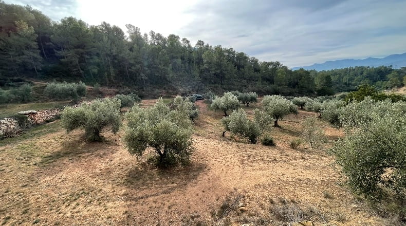 Tarragona - Benifallet - 40000m2