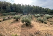 Finca rústica en venta en la Finca Ritxé, Benifallet, ref: TR81341 foto
