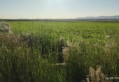 Non-developable land for sale on Polígono 10 Parcela 226 SEVELLAR, Madrigalejo, ref: TR111380 photo
