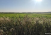 Non-developable land for sale on Polígono 10 Parcela 226 SEVELLAR, Madrigalejo, ref: TR111380 photo
