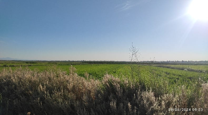 Cáceres - Madrigalejo - 8786m2