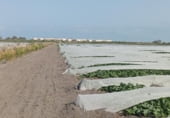 Non-developable land for sale on Camí de la Serratella, Platja d'Almenara - Casablanca, ref: TR111386 photo