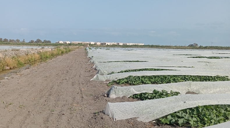 Castellón - Platja d'Almenara - Casablanca - 270000m2