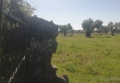 Land with ruins for sale on CC-117, Arroyomolinos, ref: TR111389 photo