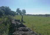 Land with ruins for sale on CC-117, Arroyomolinos, ref: TR111389 photo